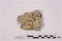 藏品(地衣)的圖片